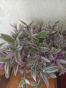 Tradescantia Albiflora Pink (1 foto / 4)