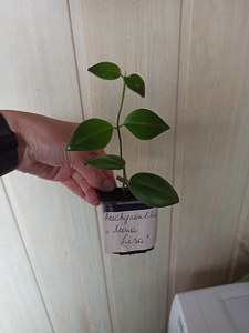 Aeschynanthus Mona Lisa (3 foto / 3)