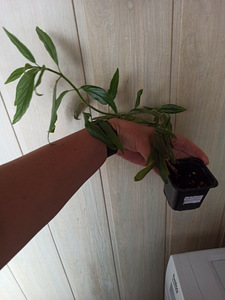 Columnea Schiedeana, Columnea Schiedeana (3 foto / 4)