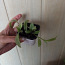Tradescantia albiflora, Tradescantia Albiflora (foto #1)