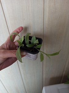 Tradescantia albiflora, Tradescantia Albiflora
