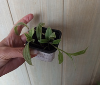Tradescantia albiflora, Традесканция Albiflora