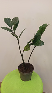 Toataimed Sulgvõhk Zamioculcas (2 foto / 2)