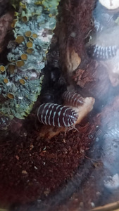 Zebra isopods (Armadillidium maculatum) (2 foto / 2)