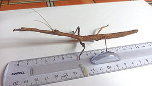 Raagritsikad Mnesilochus portentosus (1 foto / 3)