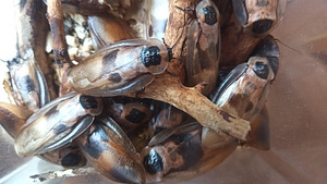 Prussakad Blaberus craniifer (1 foto / 1)