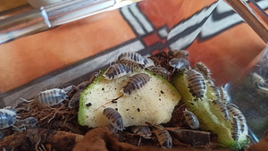 Isopods Porcello laevis "Dairy cow" (1 foto / 3)