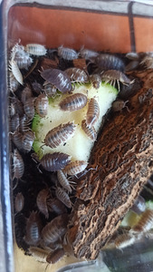 Isopods Porcello laevis "Dairy cow" (2 foto / 3)
