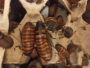 Тараканы Elliptorhina chopardi