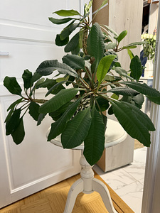 Euphorbia piimalill (1 foto / 5)