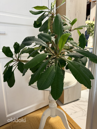 Euphorbia piimalill молочай