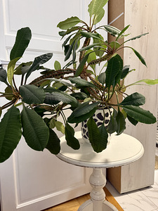 Euphorbia piimalill (2 foto / 5)