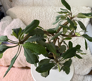 Euphorbia piimalill (5 foto / 5)