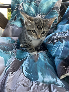 Отдаём котят в добрые руки (7 фото из 10)