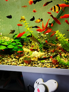 Akvaarium juveel 240 l (5 foto / 5)