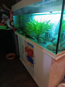Akvaarium juveel 240 l (1 foto / 5)