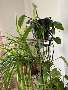Annan ära šeflera, kalanhoe, aaloe, liaanide ja kloorofüüti (3 foto / 4)