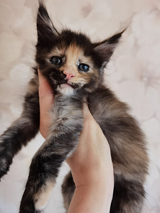 Котята Maine Coon (1 фото из 4)