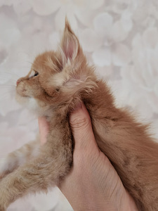 Котята Maine Coon (8 фото из 8)