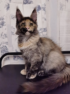 Maine Coon котята (1 фото из 6)
