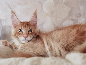 Maine Coon Котята (2 фото из 5)