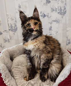 Maine Coon (1 фото из 5)
