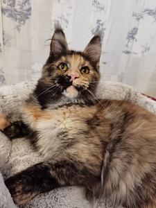 Maine Coon (4 фото из 5)