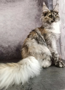 Котята Maine Coon (2 фото из 2)