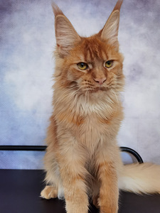 Maine Coon котенок (4 фото из 4)