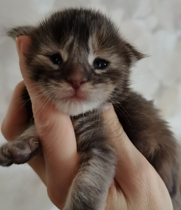 Maine Coon котята (5 фото из 5)