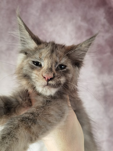 Maine Coon котята (3 фото из 7)