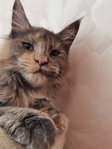 Kassipoeg Maine Coon (2 foto / 4)