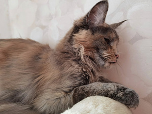 Kassipoeg Maine Coon (4 foto / 4)