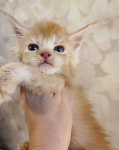 Maine Coon kassipojad (3 foto / 4)