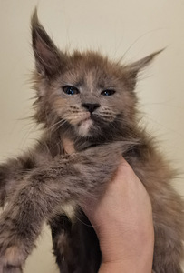 Maine Coon kassipojad (3 foto / 4)