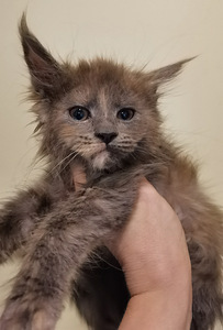 Maine Coon kassipojad (4 foto / 4)