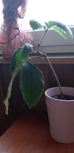 Домашний цветок, Tetrastigma voinierianum (3 фото из 5)