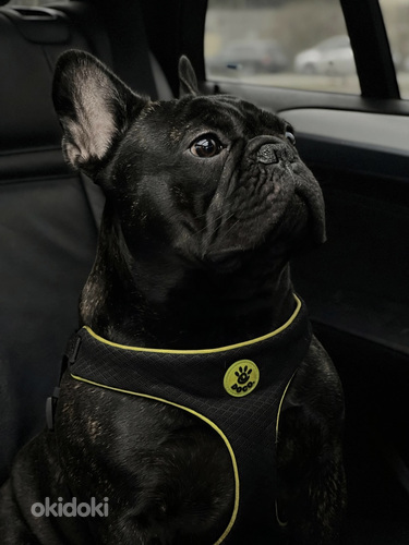 Prantsuse buldog otsib pruuti