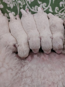 Bichon Frise kutsikad