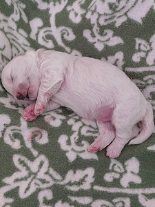 Bichon Frise kutsikad (4 foto / 8)