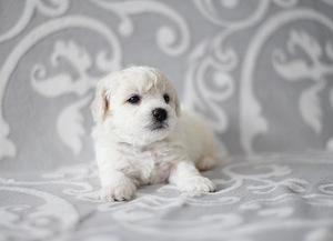 Bichon Frise kutsikad (7 foto / 8)