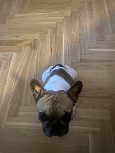 Prantsuse buldog otsib pruuti. (3 foto / 3)