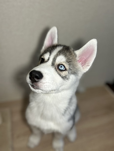Siberi husky kutsikad (4 foto / 9)