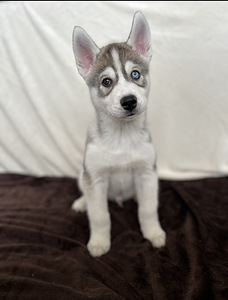 Siberi husky kutsikad (1 foto / 9)