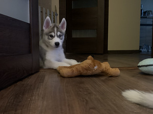 Siberi husky kutsikad (9 foto / 9)