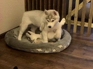 Siberi husky kutsikad (6 foto / 9)