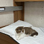 Briti noor haruldase värviga kass (foto #4)