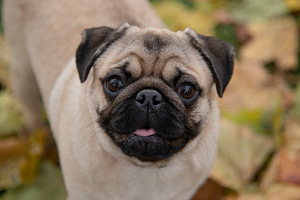 Mops (1 foto / 4)