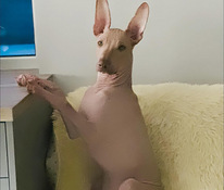 Голая Перуанская собака