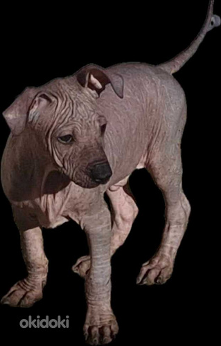 Голая Перуанская собака (фото #3)